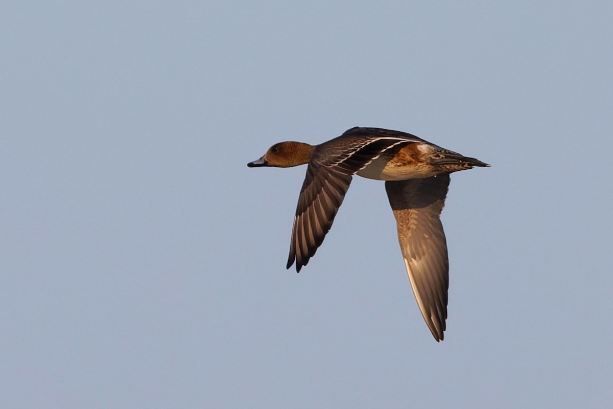 hvízdák eurasijský - ML646508551