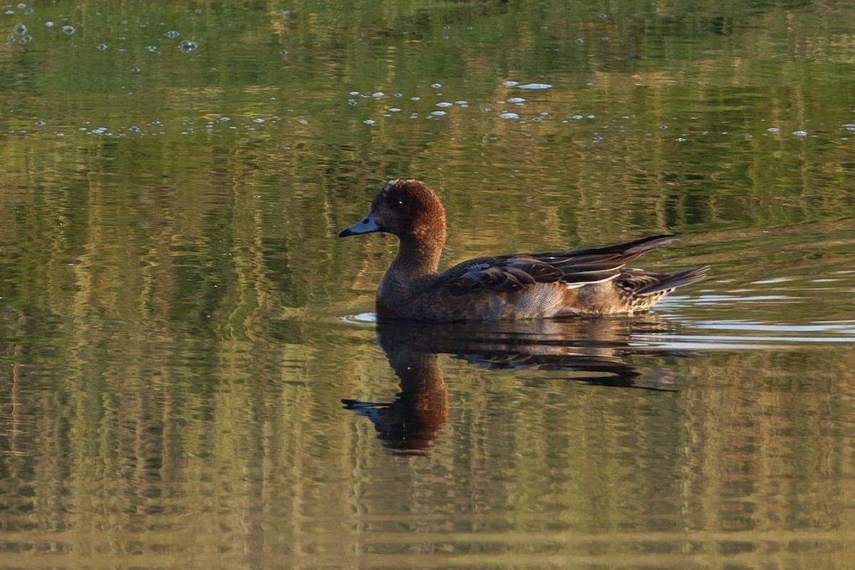 hvízdák eurasijský - ML646508552