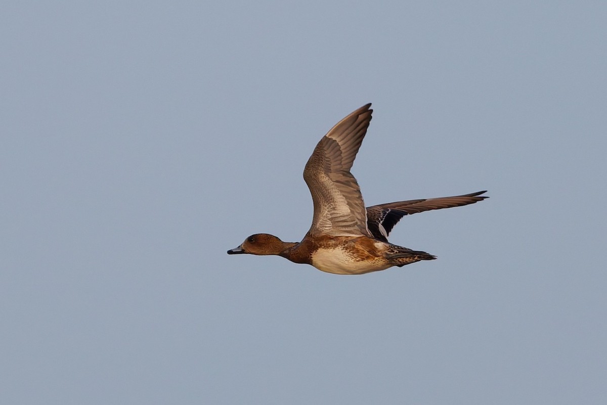 hvízdák eurasijský - ML646508553