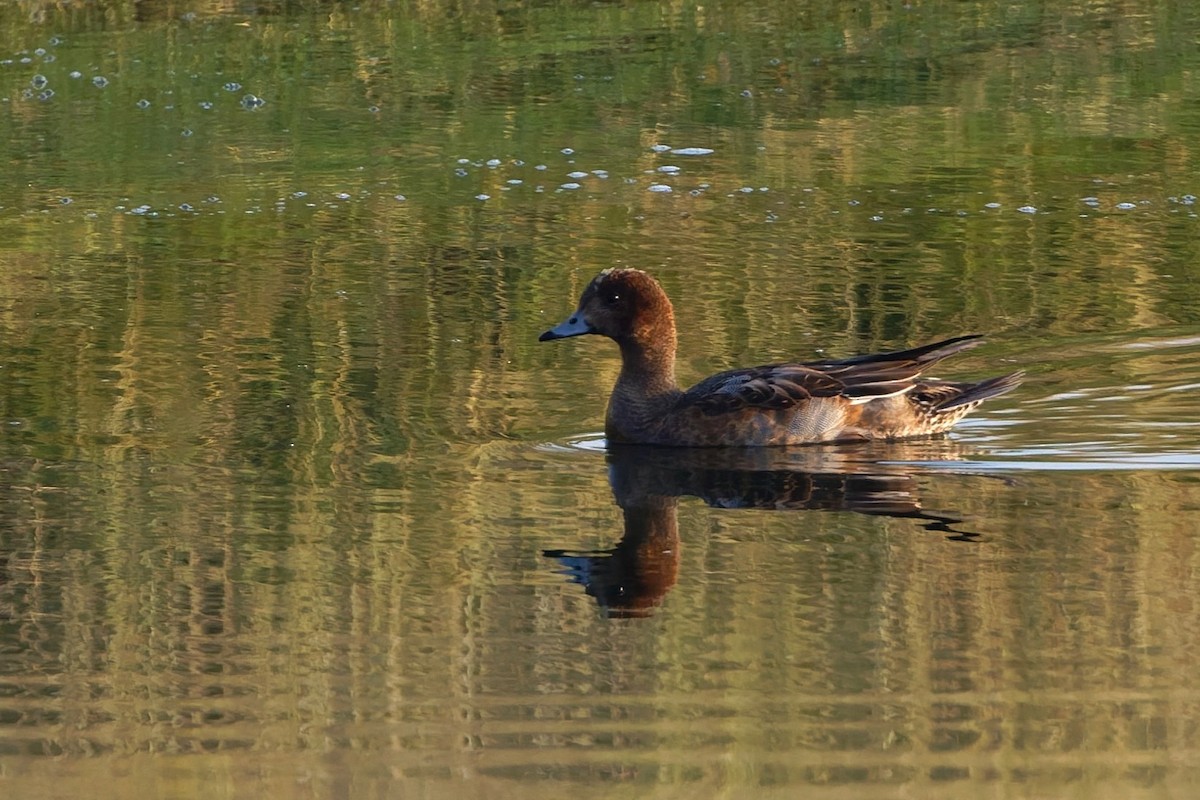 hvízdák eurasijský - ML646508554