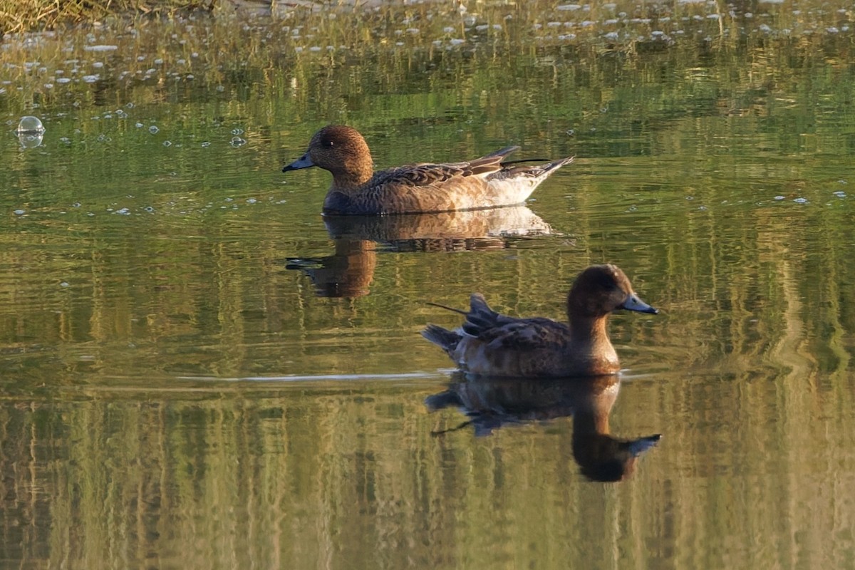 hvízdák eurasijský - ML646508555