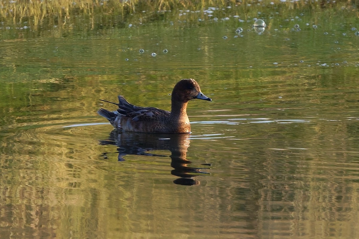 hvízdák eurasijský - ML646508556