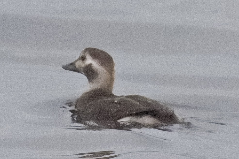 Long-tailed Duck - ML646508557