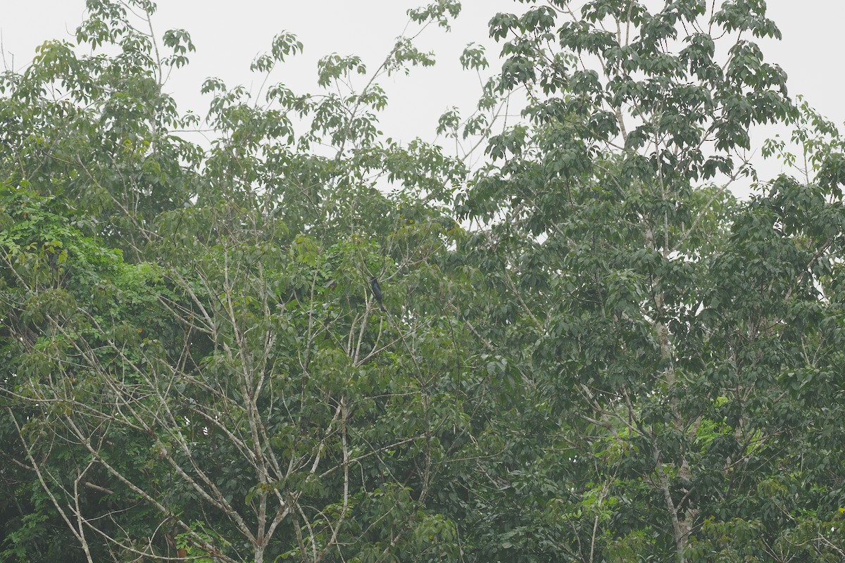 Hair-crested Drongo - ML646508558
