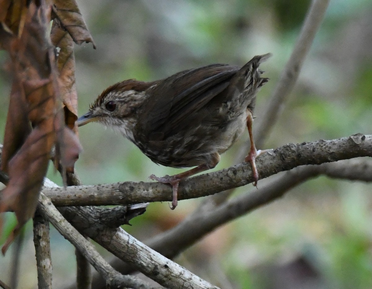 Tordina Pechiestriada - ML646508561