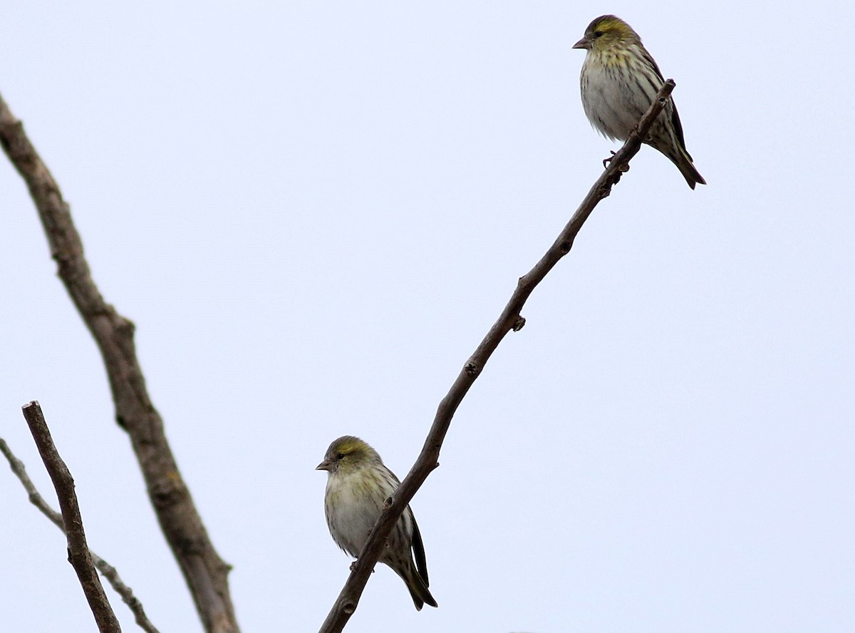 čížek lesní - ML646508562