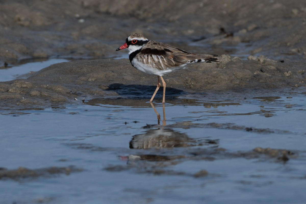 Black-fronted Dotterel - ML646508563