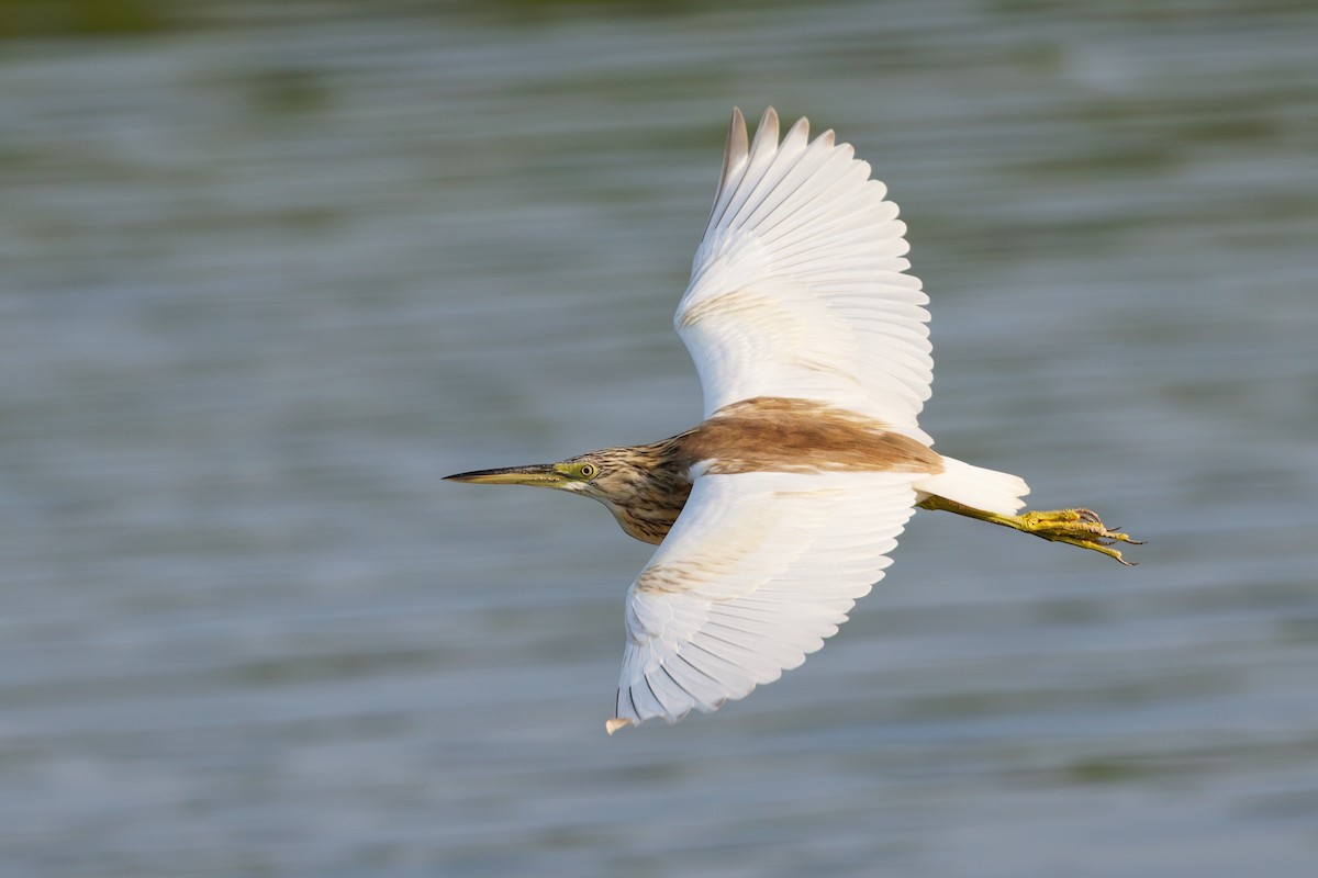 volavka vlasatá - ML646508565