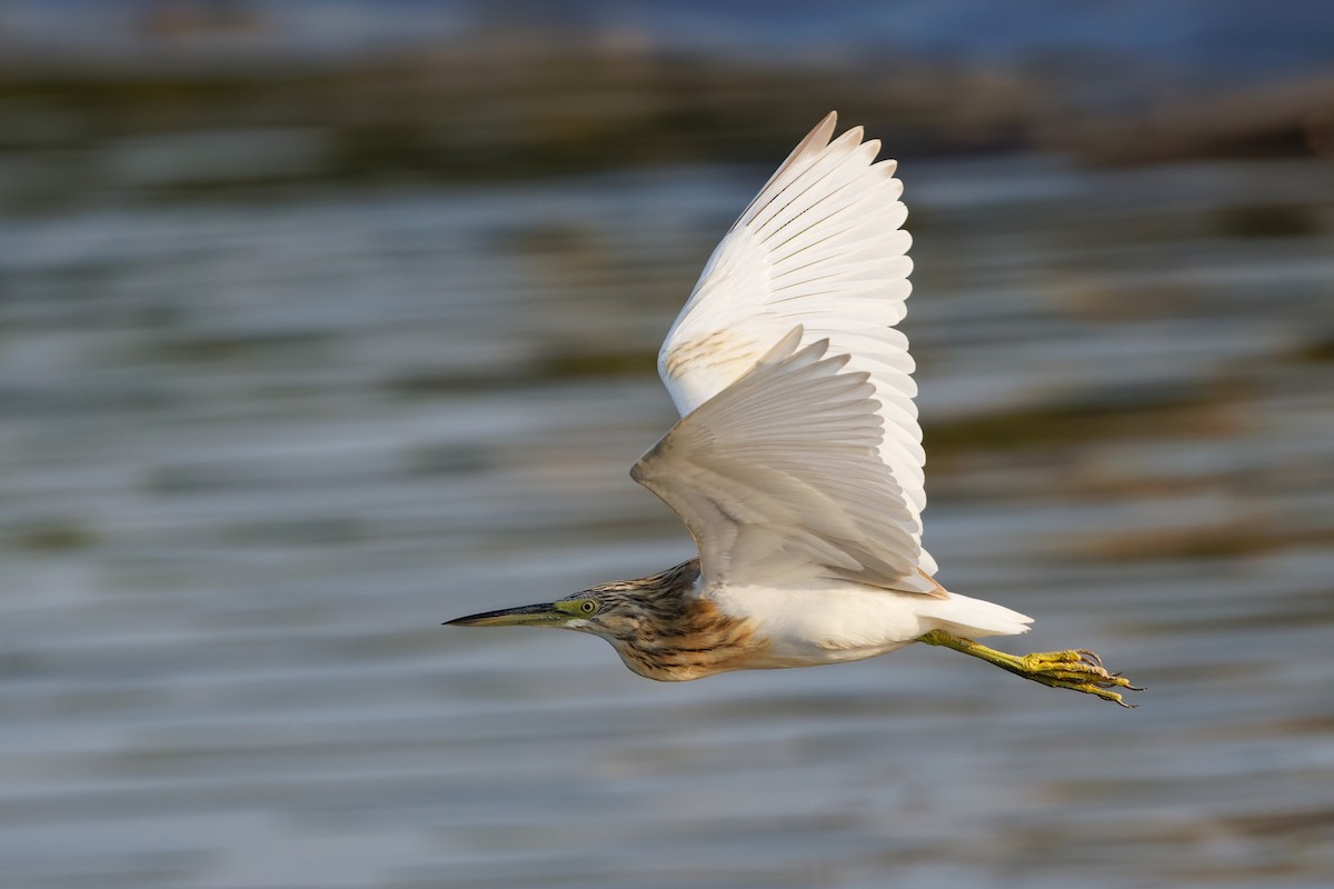 volavka vlasatá - ML646508566