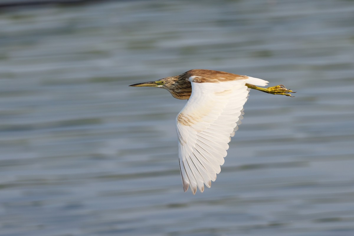 volavka vlasatá - ML646508567