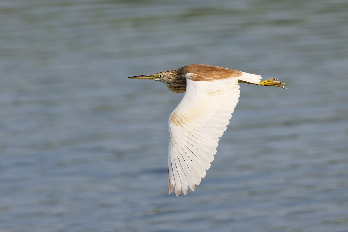 volavka vlasatá - ML646508568