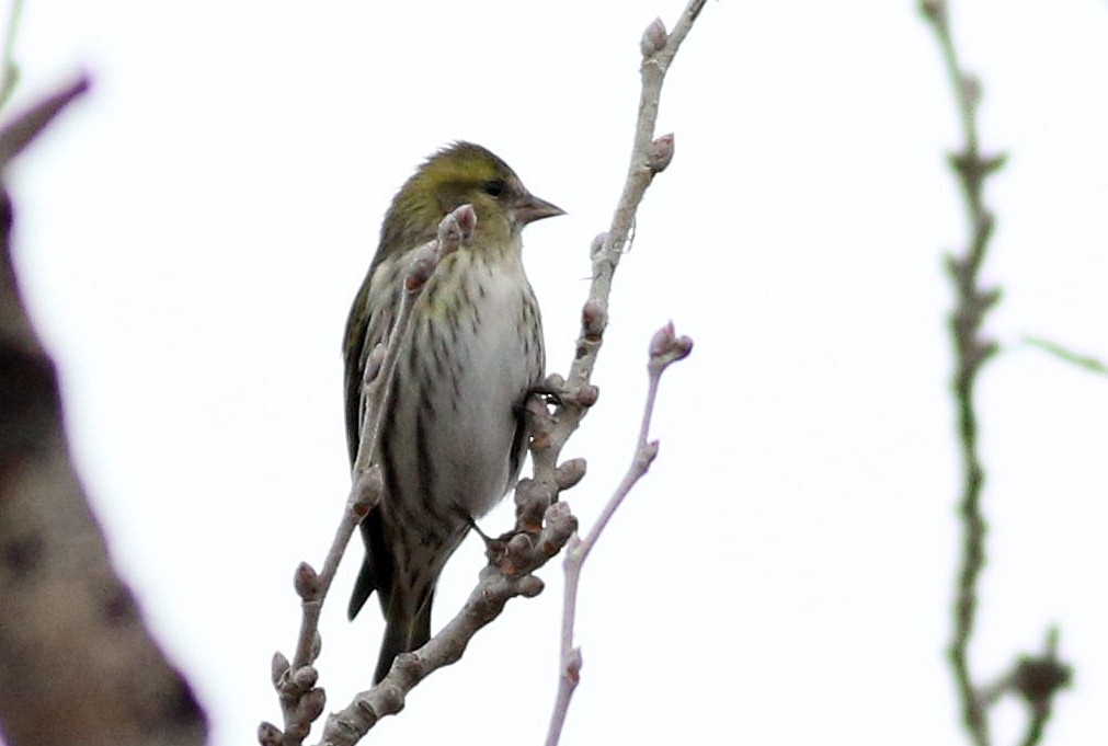 čížek lesní - ML646508569