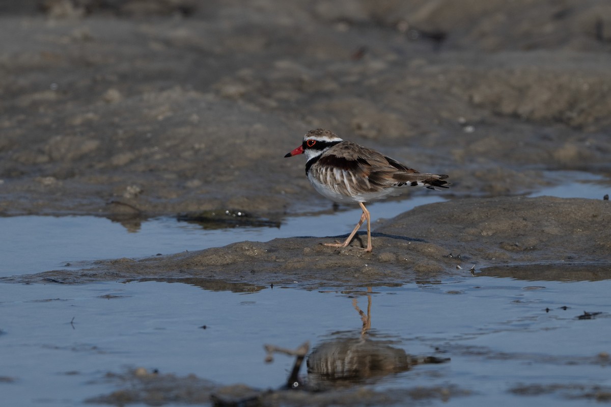 Black-fronted Dotterel - ML646508571