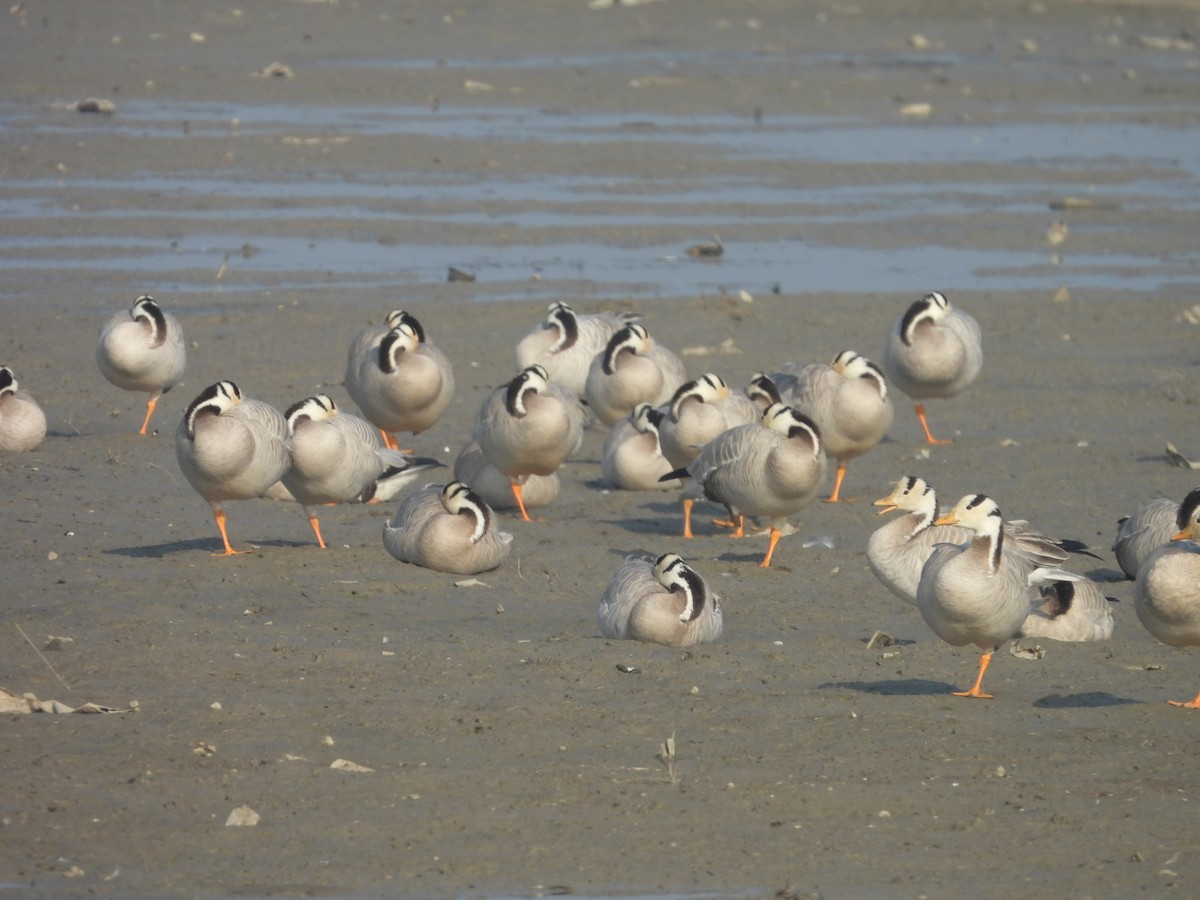 Bar-headed Goose - ML646508573