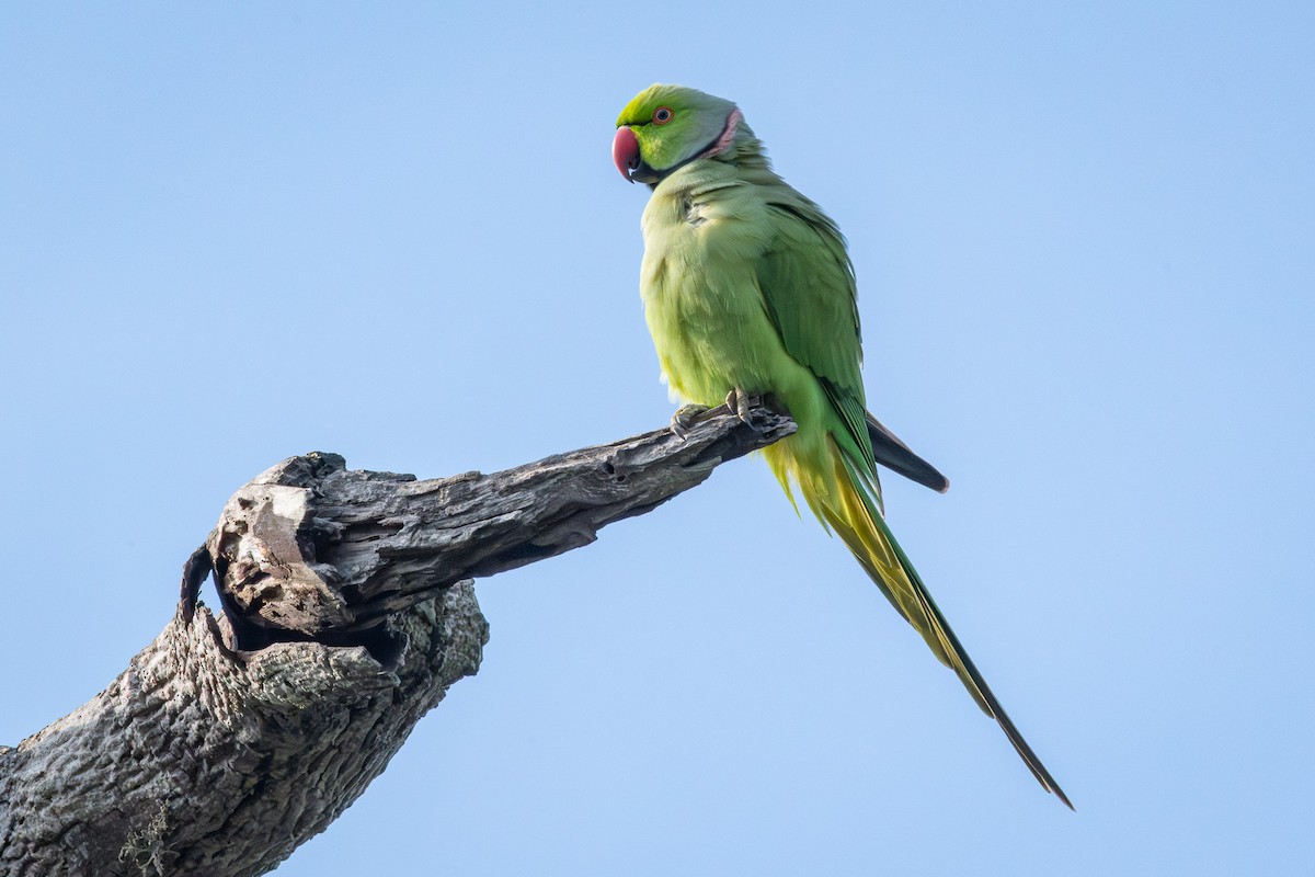 Parrocchetto dal collare - ML646508574