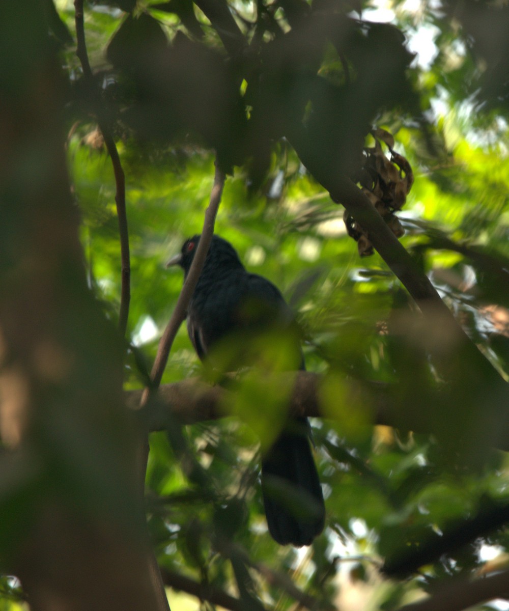 Asian Koel - ML646508581