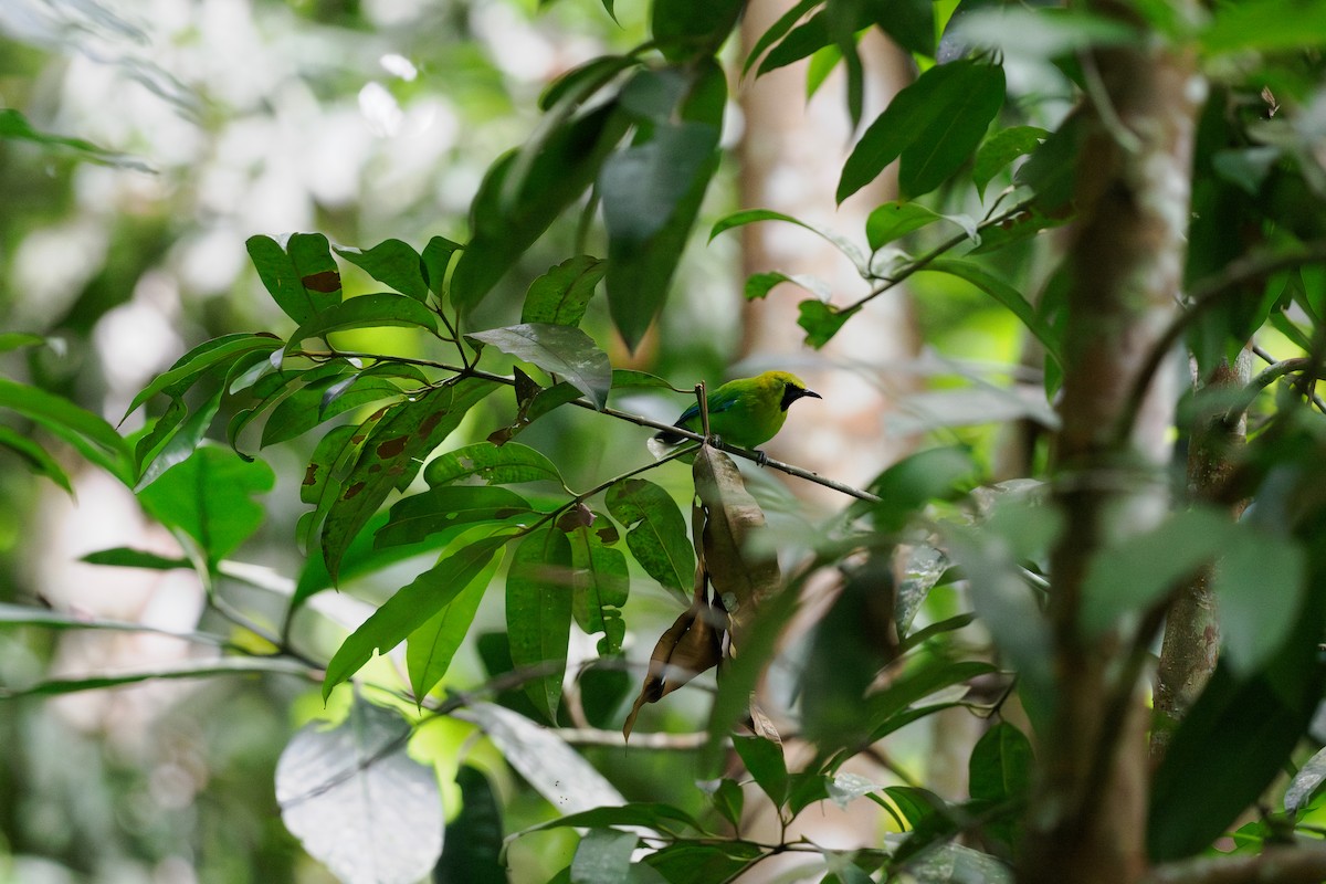 Blue-winged Leafbird - ML646508582