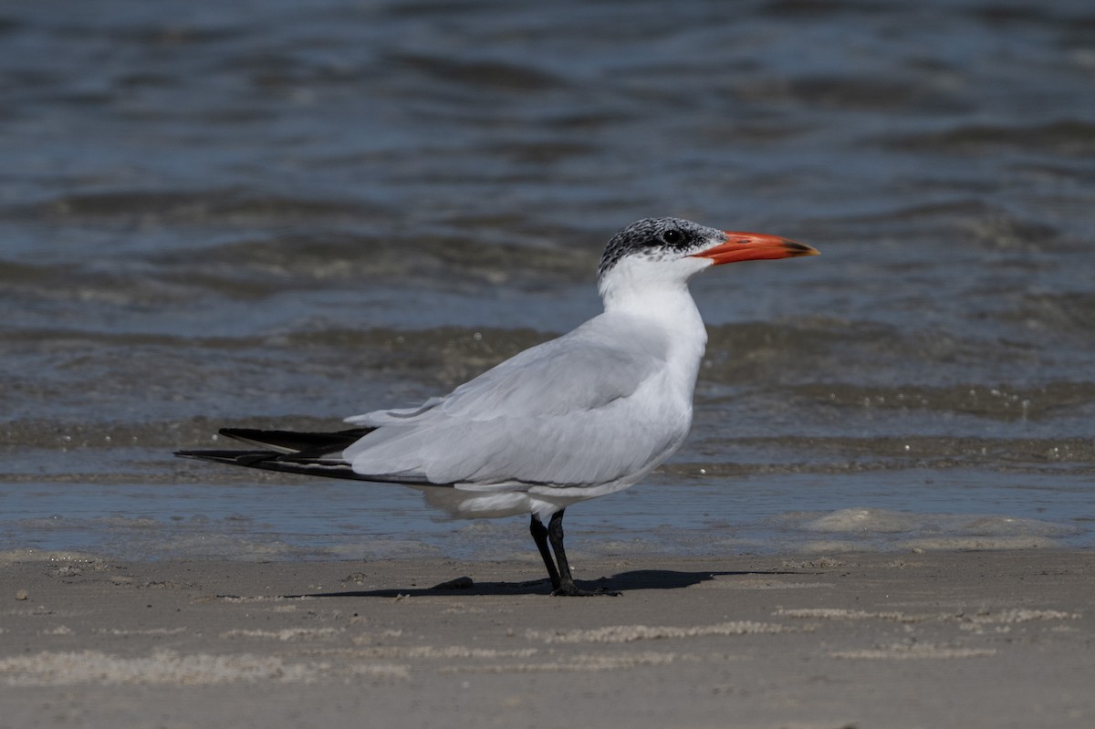 Caspian Tern - ML646508584
