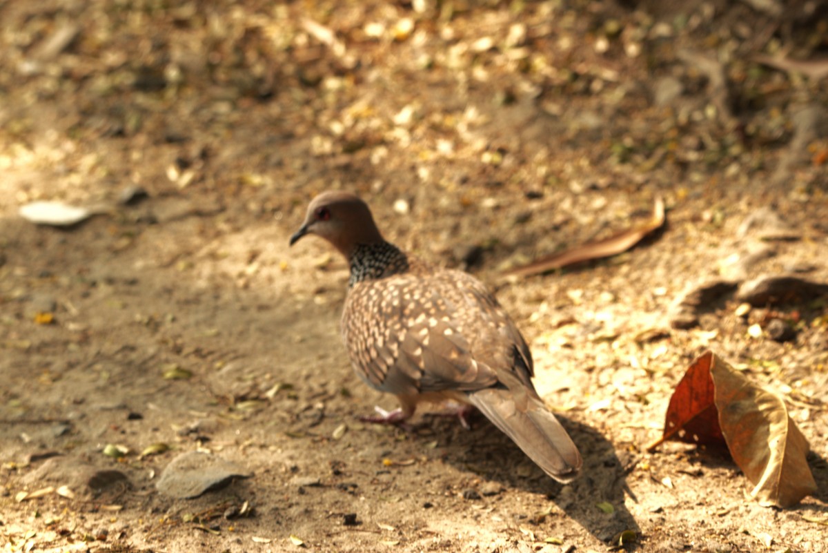 Spotted Dove - ML646508585