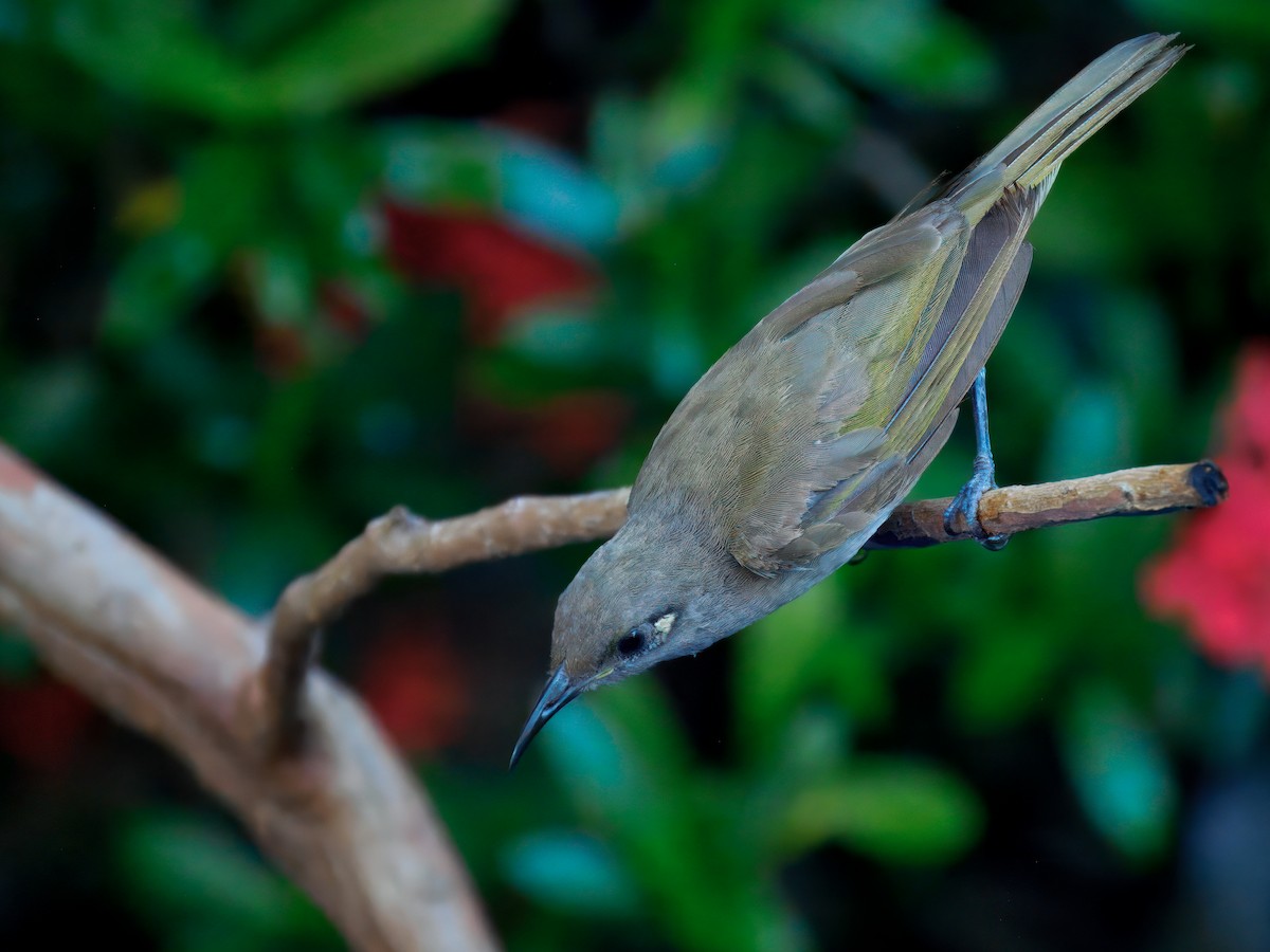 Бурый медолюб - ML646508591