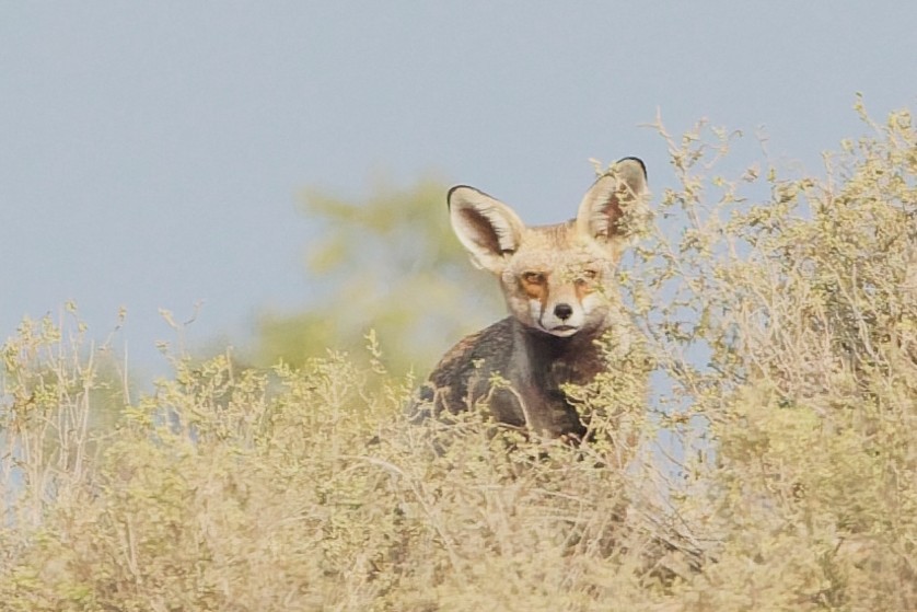 Arabian Red Fox - ML646508592