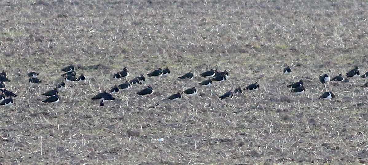 čejka chocholatá - ML646508593