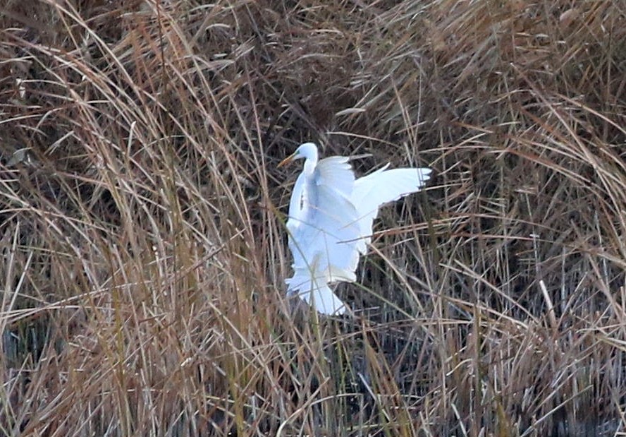 volavka bílá - ML646508595