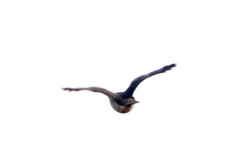 dřemlík tundrový - ML646508596