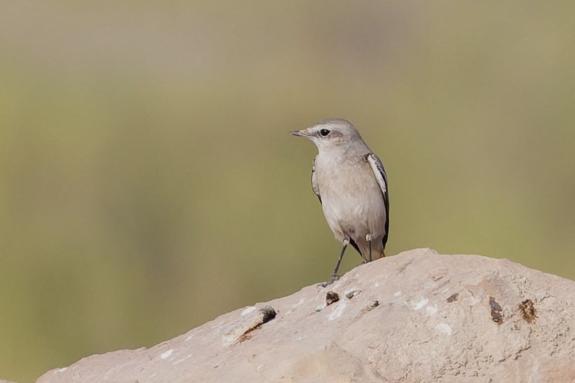 bělořit perský - ML646508599