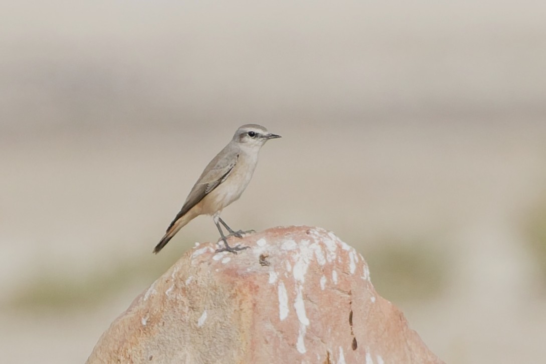 bělořit perský - ML646508600