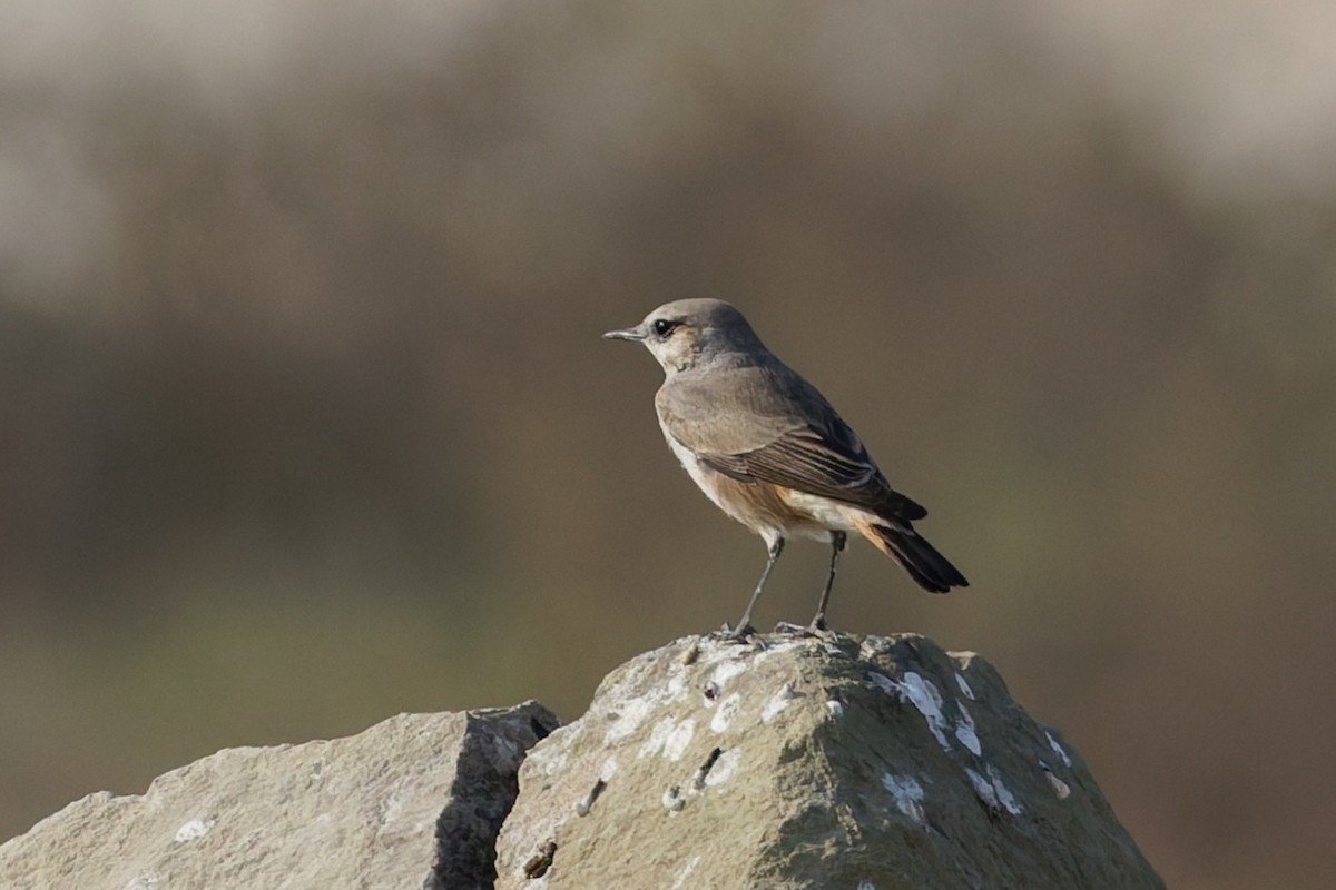 bělořit perský - ML646508601