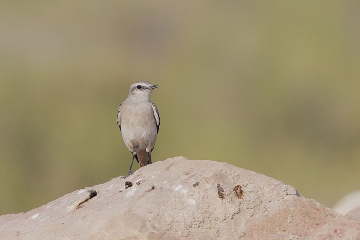 bělořit perský - ML646508602