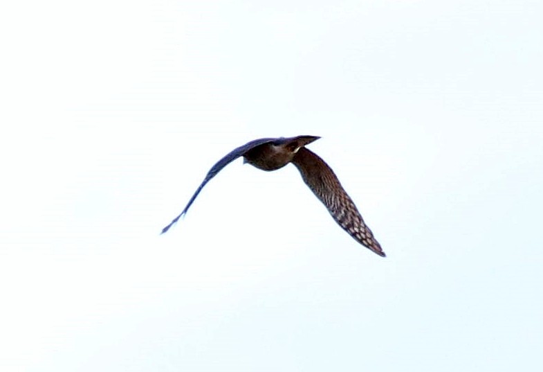 dřemlík tundrový - ML646508603