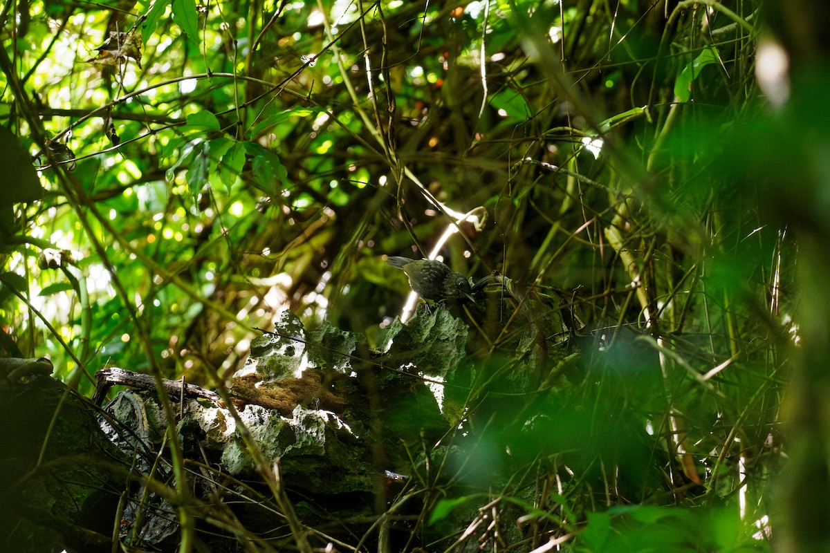 Annam Limestone Babbler - ML646508604