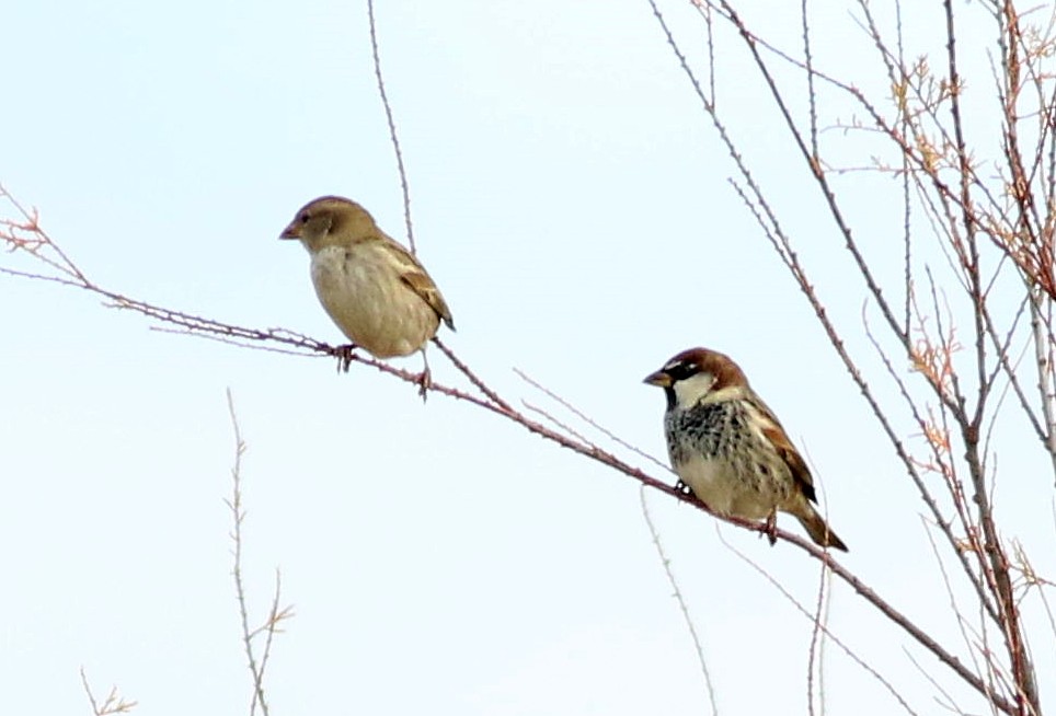 vrabec pokřovní - ML646508606