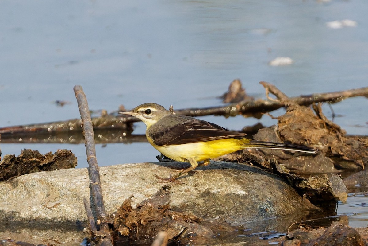 konipas horský - ML646508607