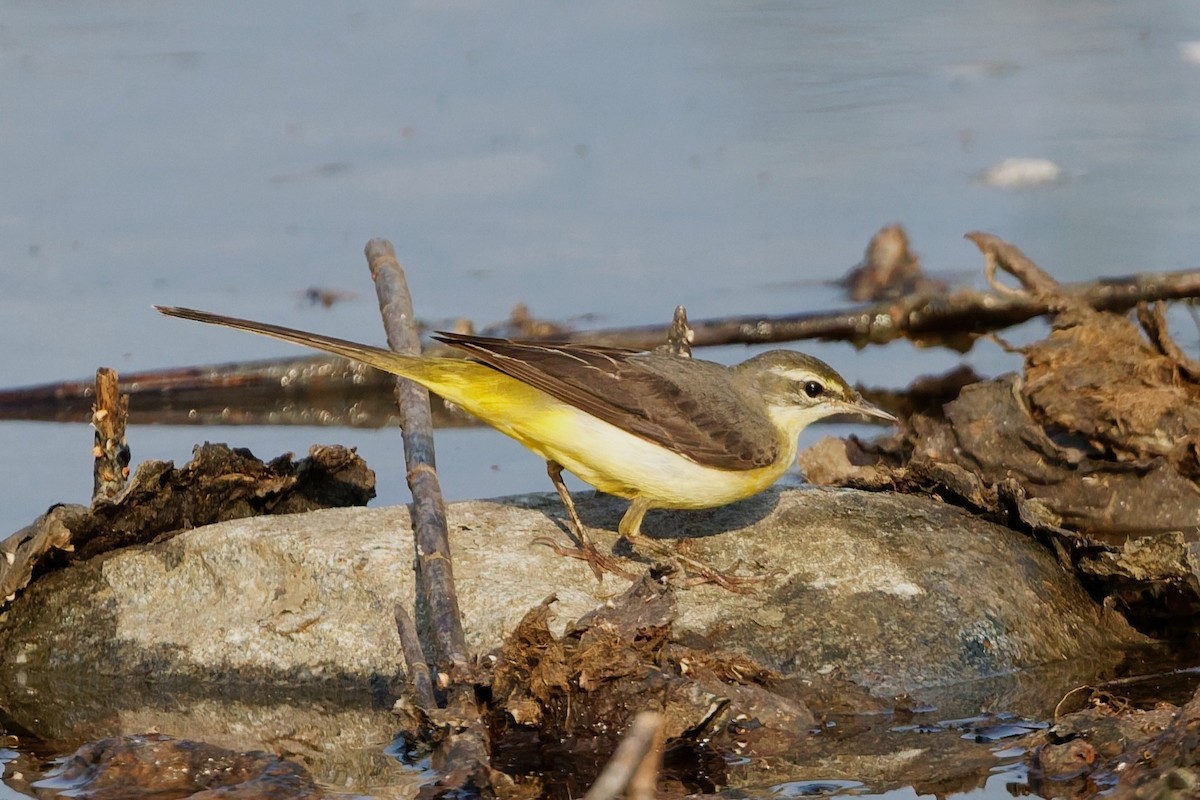 konipas horský - ML646508608