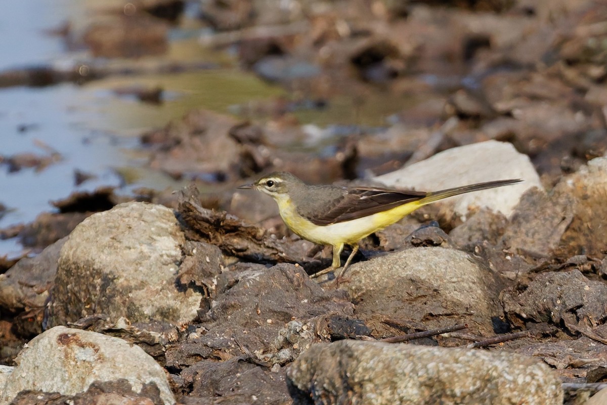 konipas horský - ML646508609