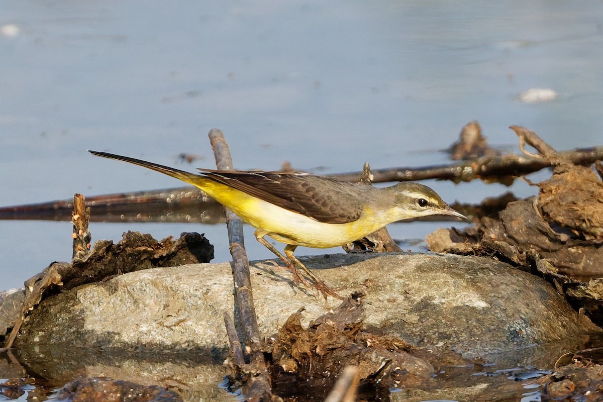 konipas horský - ML646508610