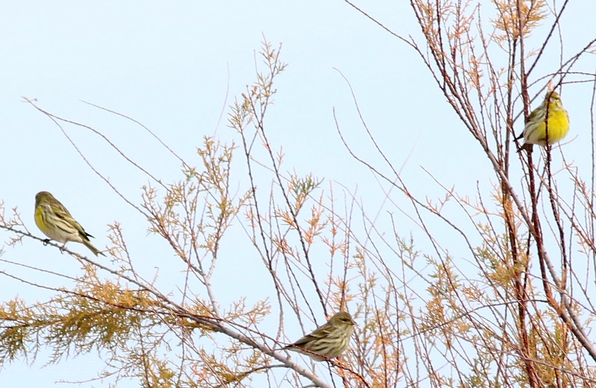 בזבוז אירופי - ML646508612