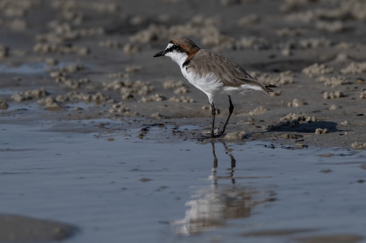 Red-capped Plover - ML646508613