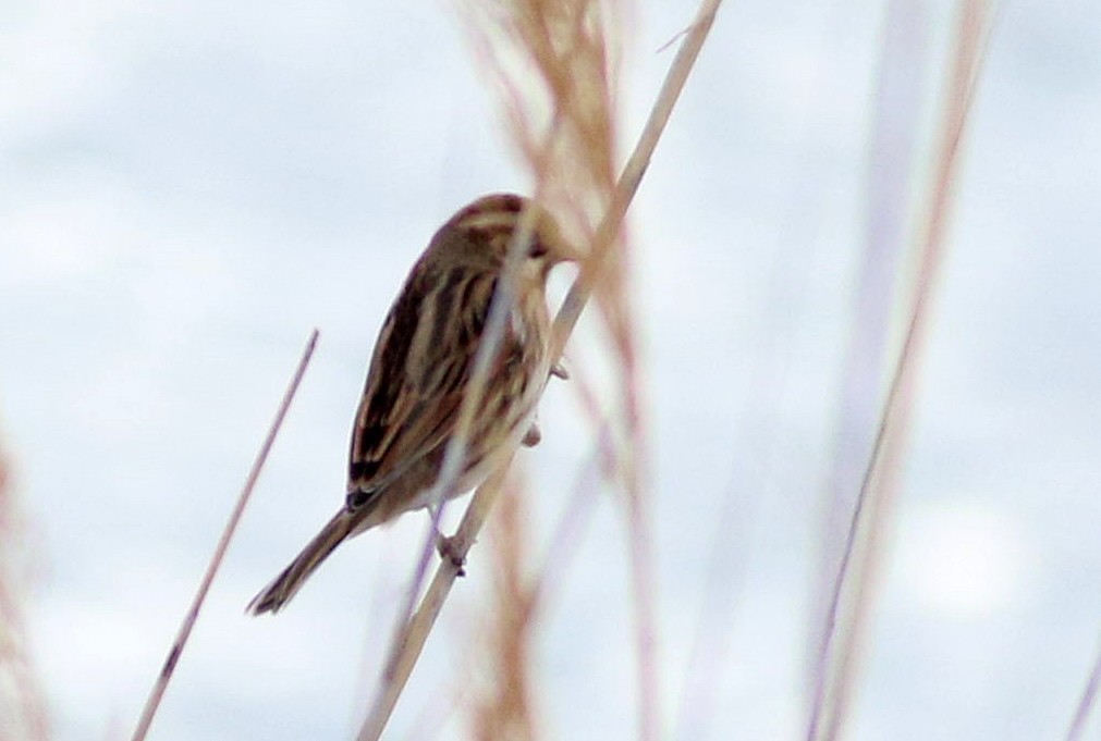 strnad rákosní - ML646508614