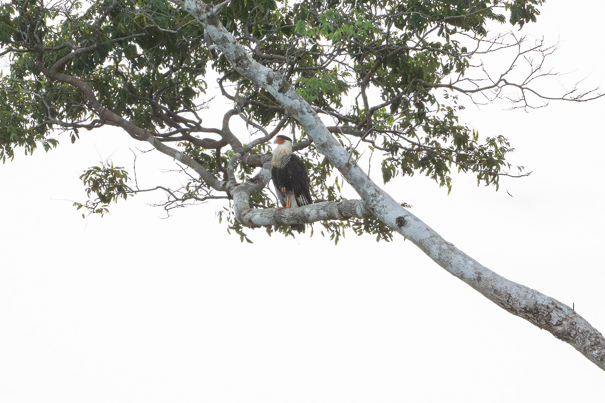 ミナミカラカラ - ML646508619