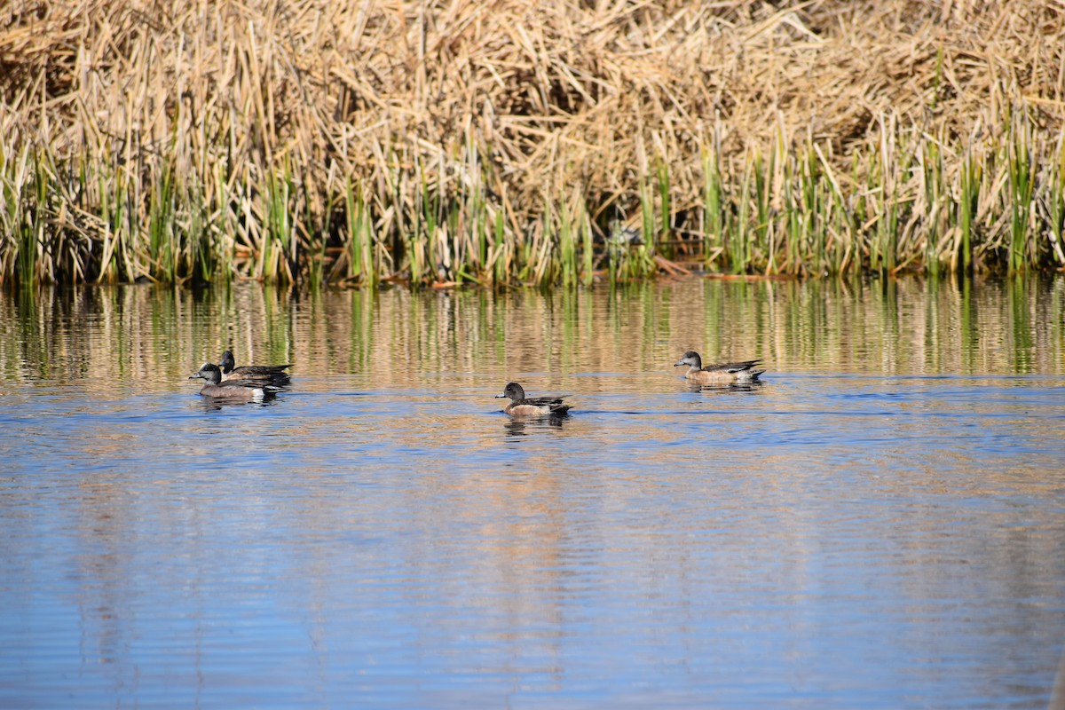 American Wigeon - ML646508621