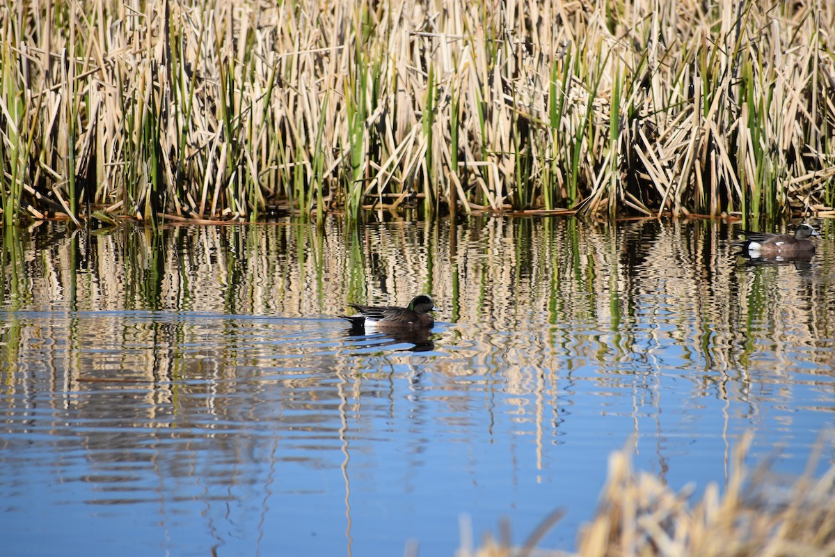 American Wigeon - ML646508622