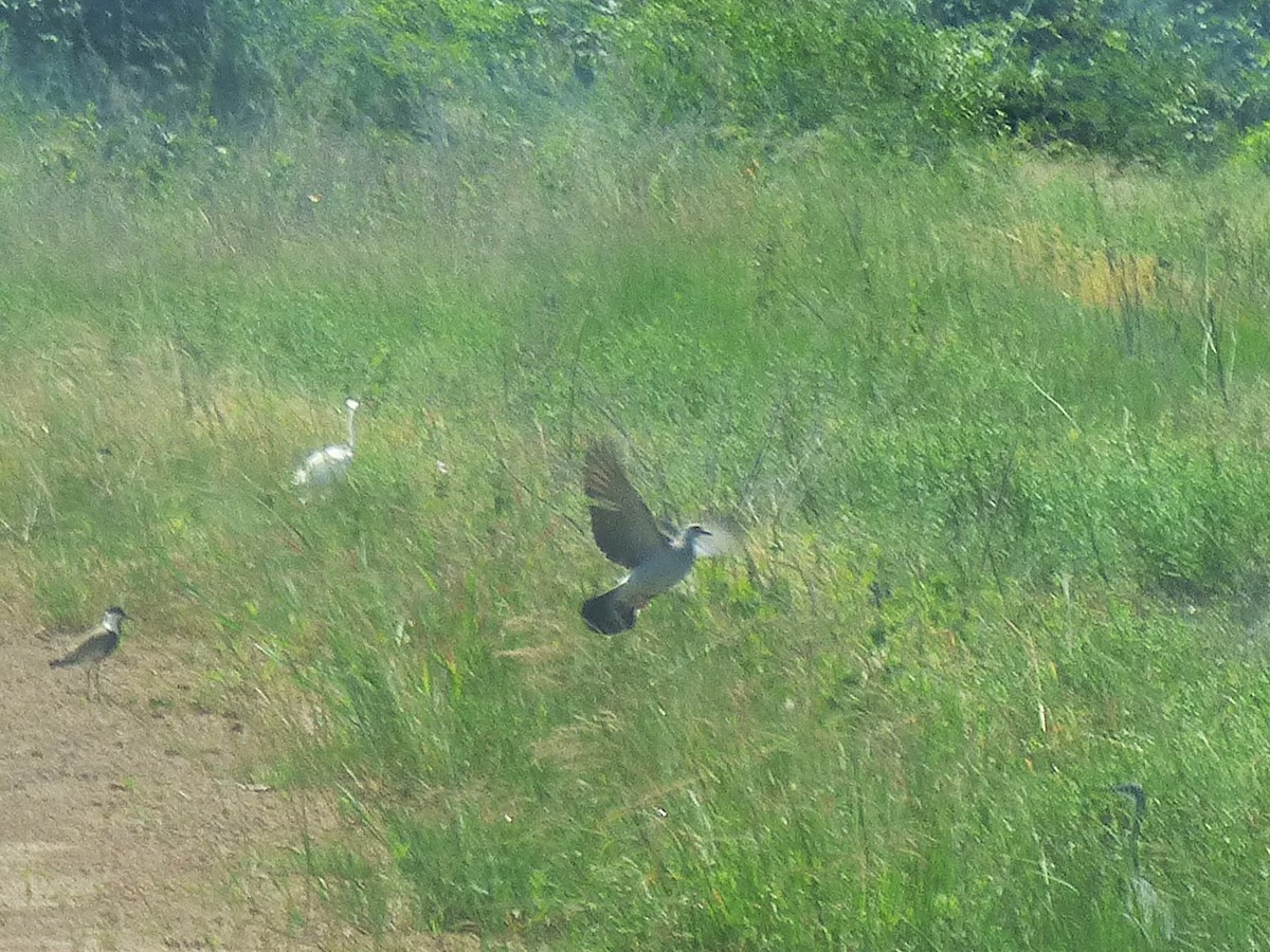 Speckled Pigeon - ML646508628