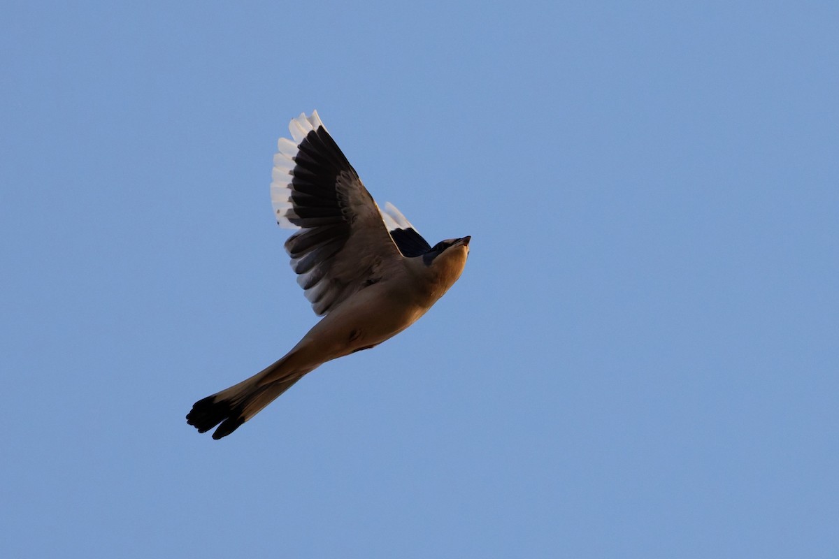 hedvábník šedý - ML646508629