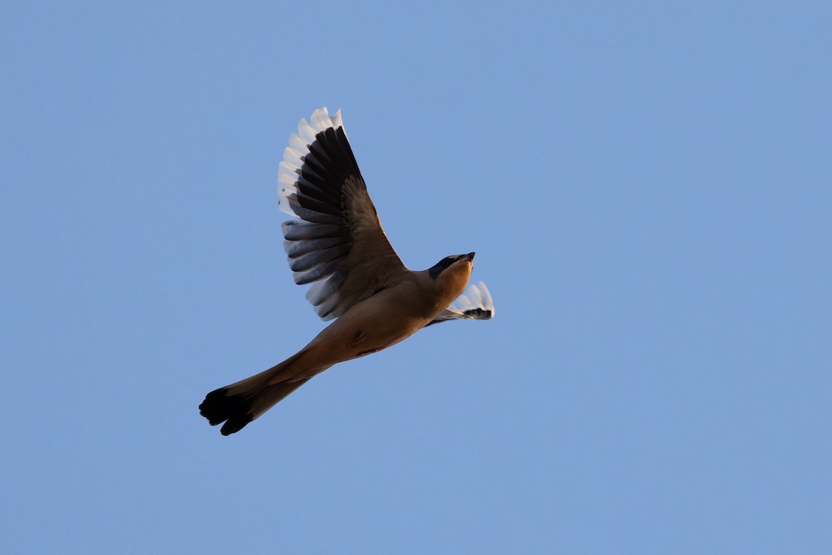 hedvábník šedý - ML646508630