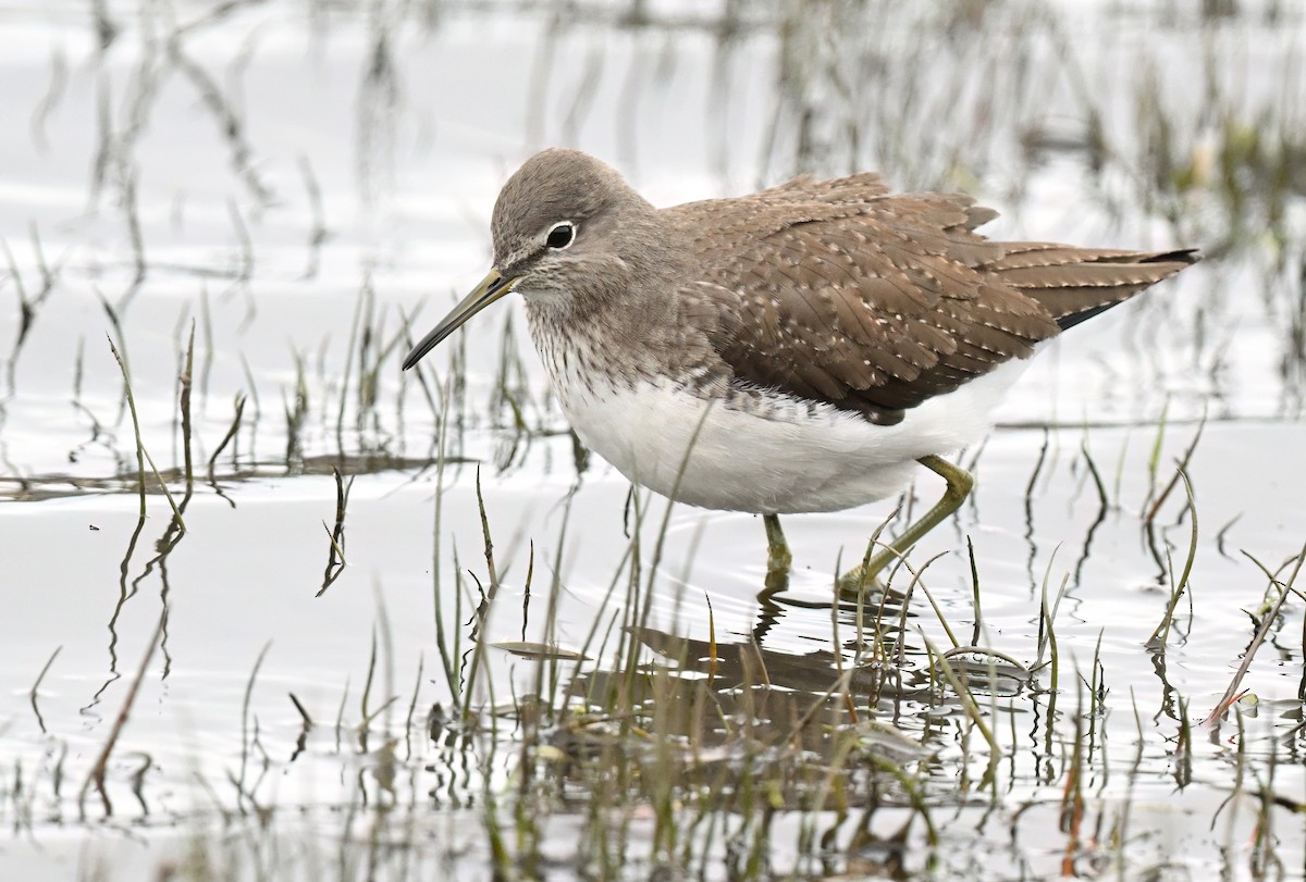 Green Sandpiper - ML646508631