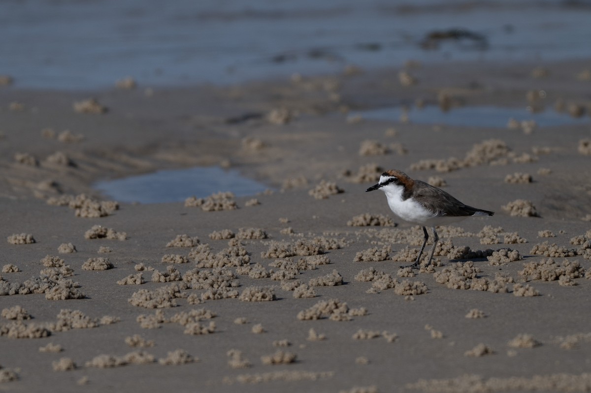 Red-capped Plover - ML646508633